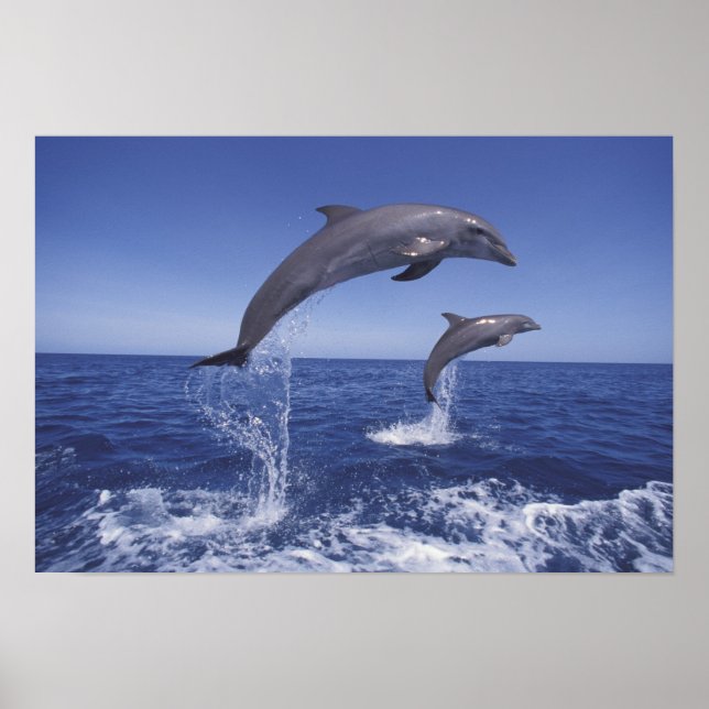 Caribbean, Bottlenose dolphins Poster (Vorne)