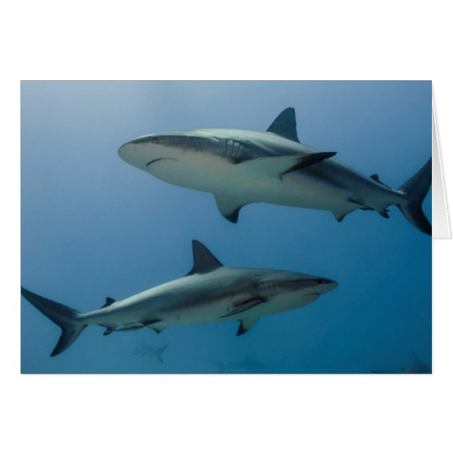 Caribbean Reef Shark (Vorderseite (Horizontal))