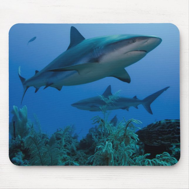 Caribbean Reef Shark Jardines de la Reina Mousepad (Vorne)