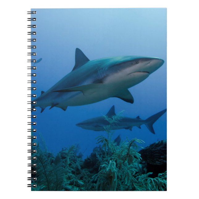 Caribbean Reef Shark Jardines de la Reina Notizblock (Vorderseite)