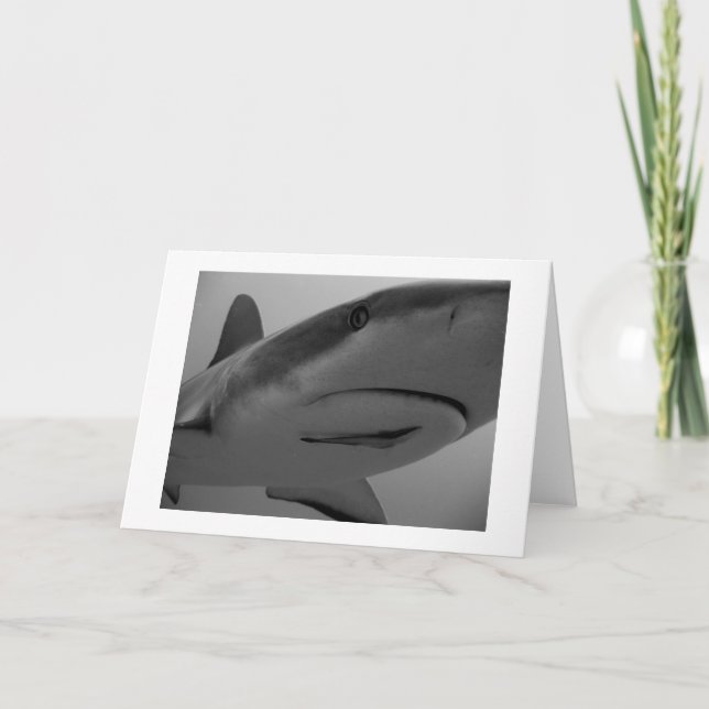 Caribbean Reef Shark Karte (Vorderseite)