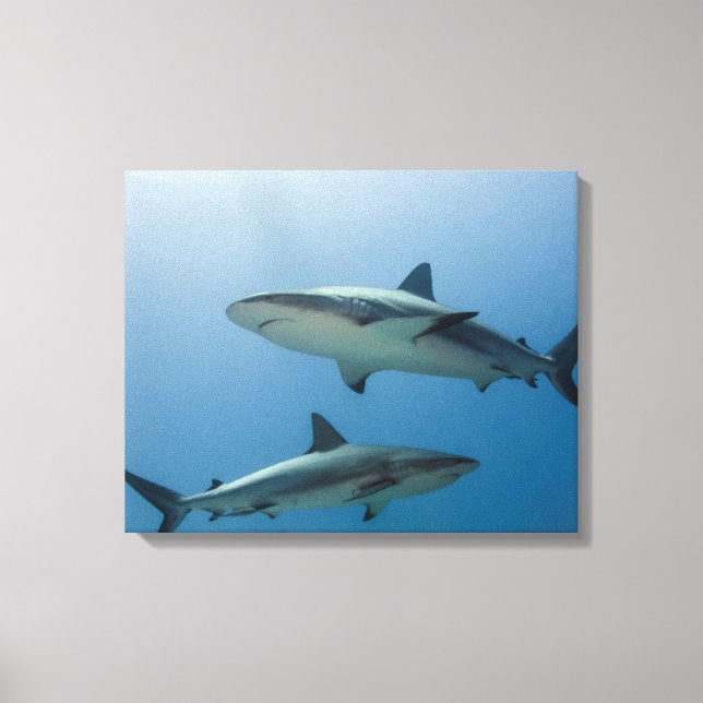 Caribbean Reef Shark Leinwanddruck (Vorderseite)