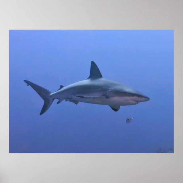 Caribbean Reef Shark Poster (Vorne)