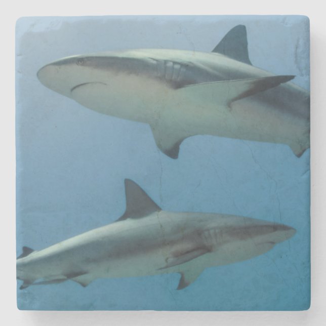 Caribbean Reef Shark Steinuntersetzer (Vorderseite)