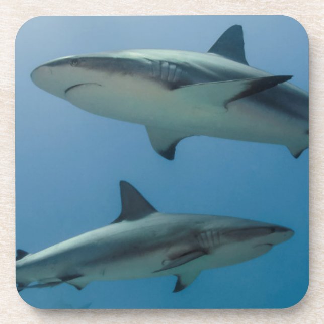 Caribbean Reef Shark Untersetzer (Vorderseite)