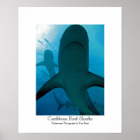 Caribbean Reef Sharks