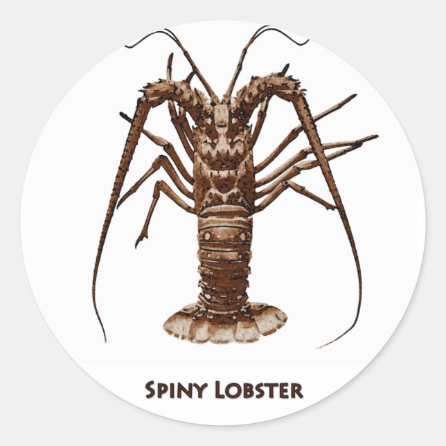 Caribbean Spiny Lobster Runder Aufkleber (Vorderseite)