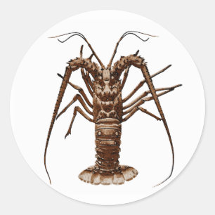 Caribbean Spiny Lobster Runder Aufkleber