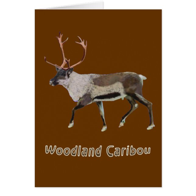 Caribou des bois (Devant)