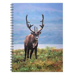 Caribou or Reindeer Denali National Park, Alaska Notizblock