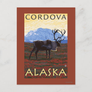 Caribou Scene - Cordova, Alaska Postkarte