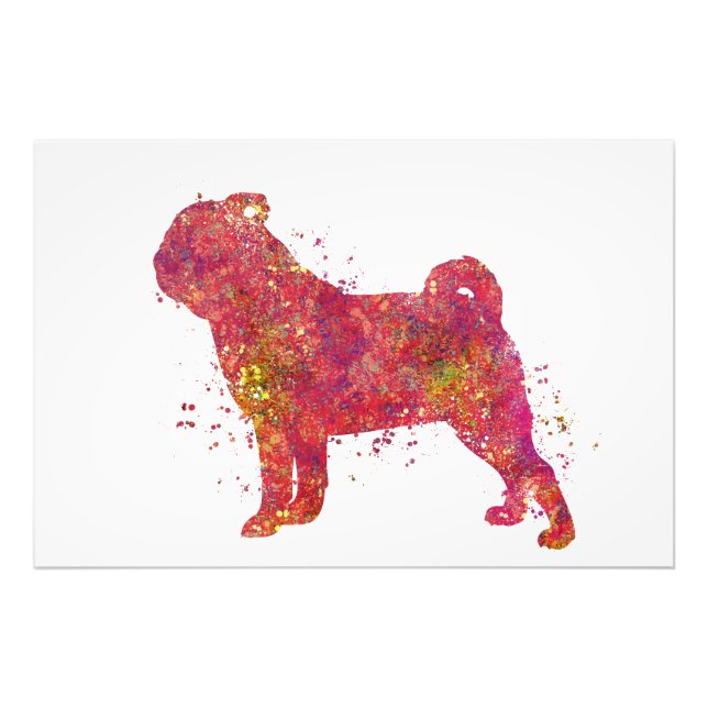 Carlin Animal Chien Domestique Nature Monde Canine Fotodruck (Vorne)