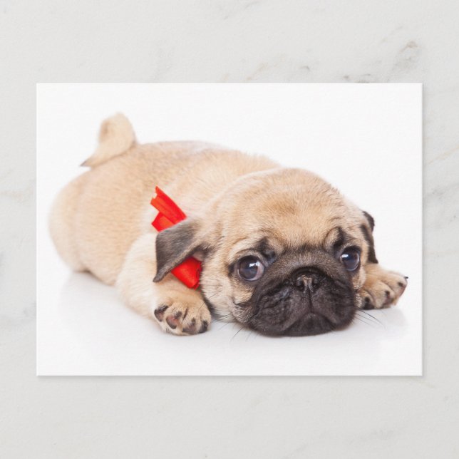 Carlin Chien Chien Chien Salutation Carte postale (Devant)