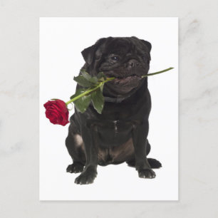 Carlin Chien Chien Chien Salutation Carte postale