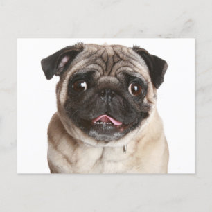 Carlin Chien Chien Chien Salutation Carte postale