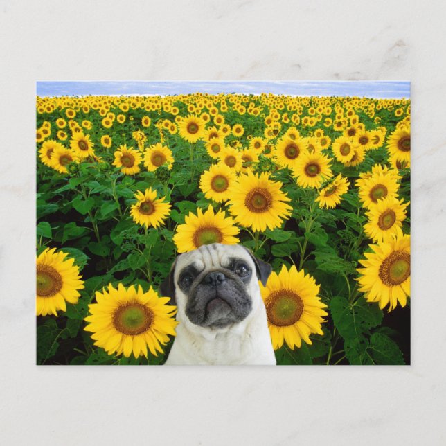 Carlin dans la carte postale des tournesols (Devant)