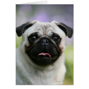 Carlin de faon sur l'alerte