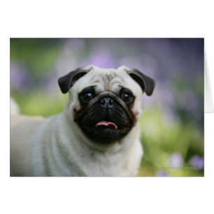 Carlin de faon sur l'alerte