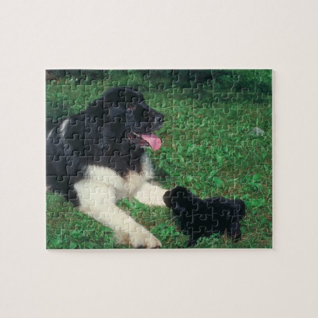 Carlin et puzzle de chien de Terre-Neuve (Horizontal)