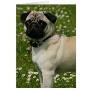 Carlin jouant en fleurs