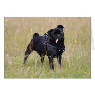 Carlin noir Sticking Out Tounge