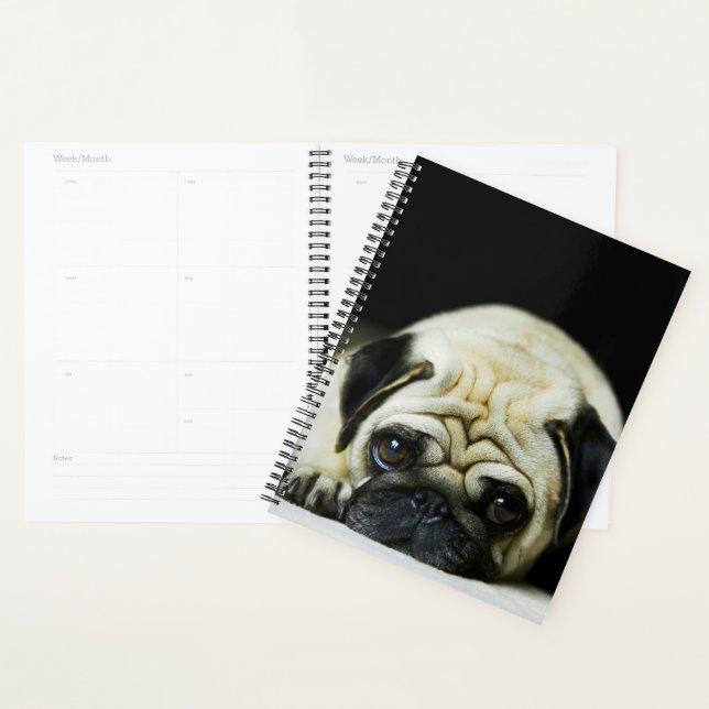 Carlin Puppy (Devant avec enveloppe)