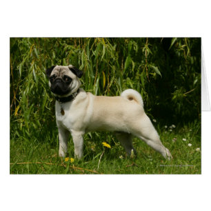 Carlin regardant l'appareil-photo