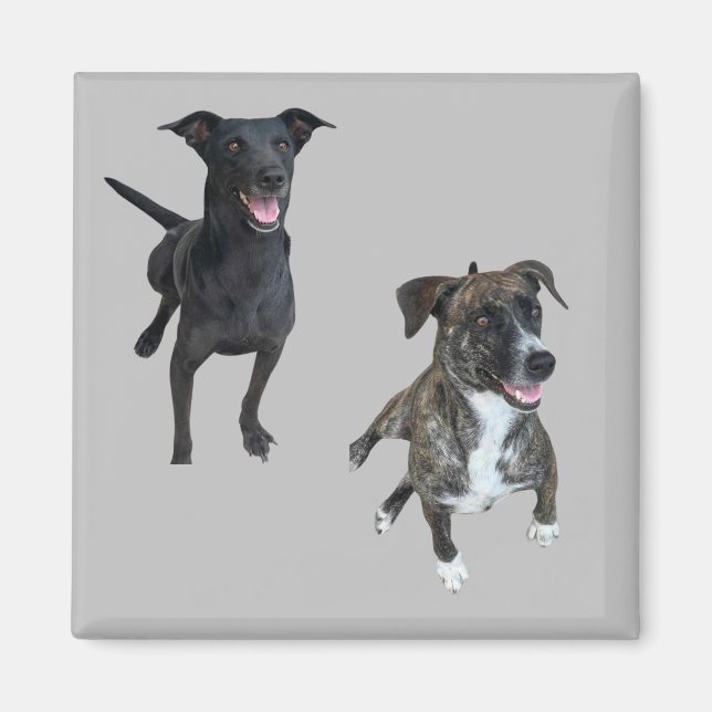 Carlos dogs magnet (Vorne)