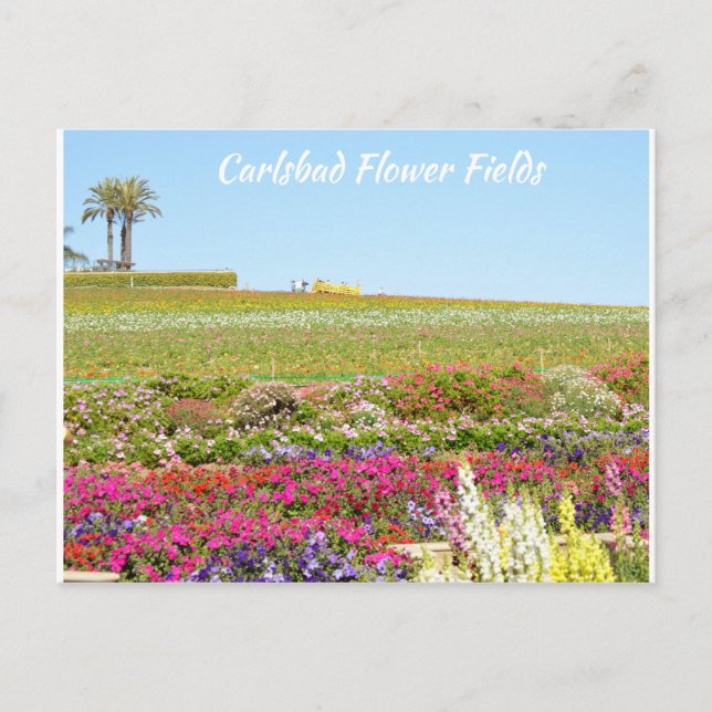 Carlsbad Blume Fields Postkarte (Vorderseite)