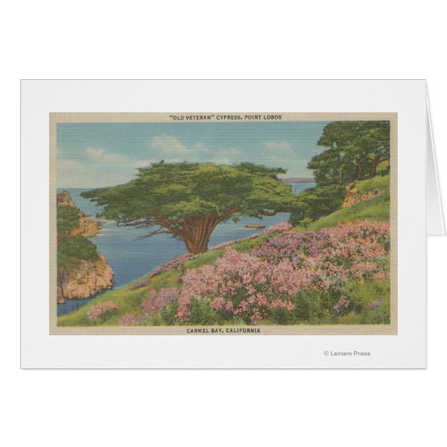 Carmel Bay, CA - View of "Old Veteran" Tree (Vorderseite (Horizontal))