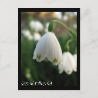 Carmel Valley Blume Postcard Postkarte