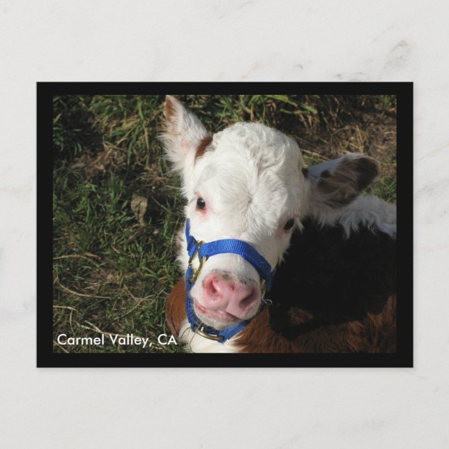 Carmel Valley, CA Carte postale (Devant)