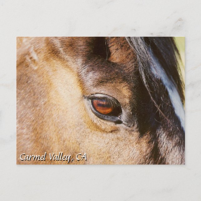 Carmel Valley Horse Eye Postcard Postkarte (Vorderseite)