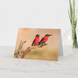 Carmine-Bienen, Okavango-Delta Feiertagskarte