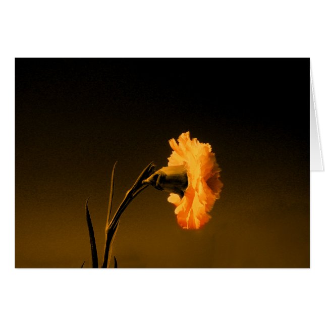 carnation 2 (Devant horizontal)