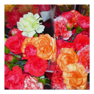 Carnation Blume Mix Perfektes Poster