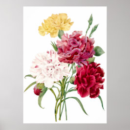 Carnation Blume Print von Pierre-Joseph Redouté Poster