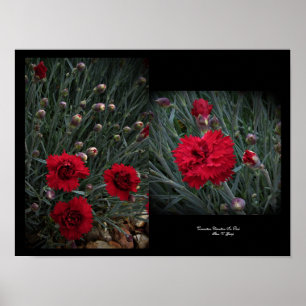 Carnation Dianthus in Red Wall Art von Stan VG Poster