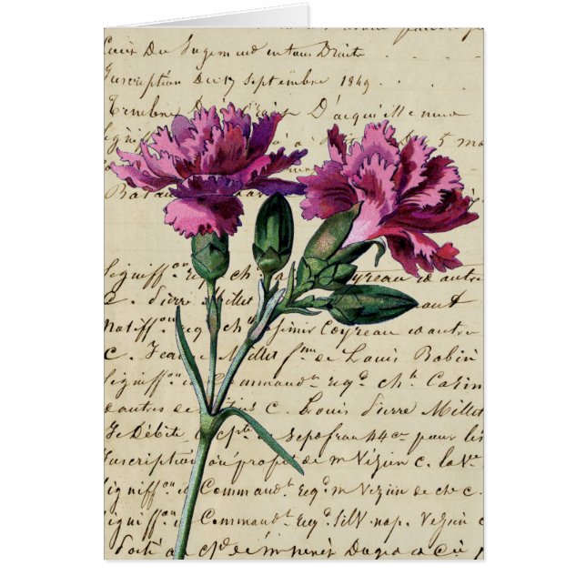 carnation vintage (Devant)