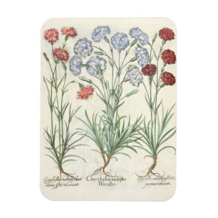 Carnationen: 1.Caryophyllus multiplex-Alben-Flora; Magnet