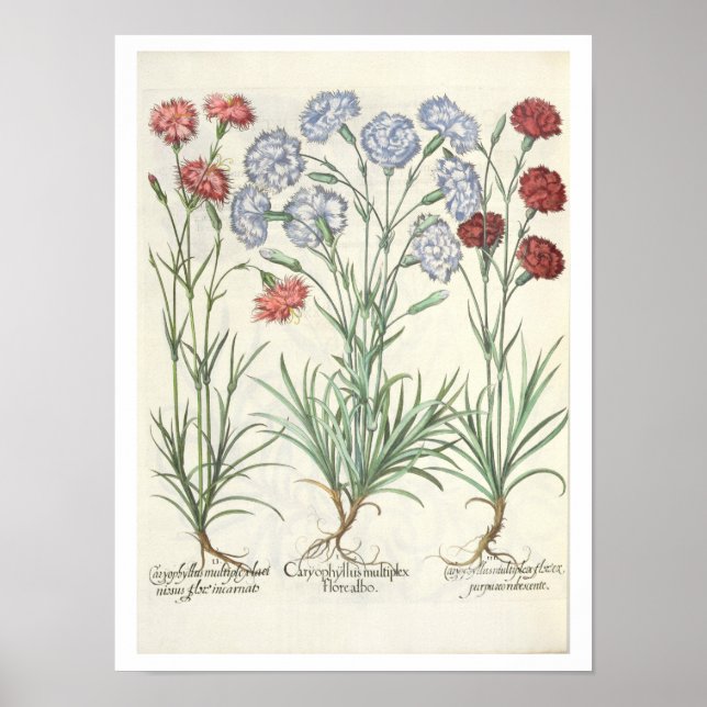 Carnationen: 1.Caryophyllus multiplex-Alben-Flora; Poster (Vorne)
