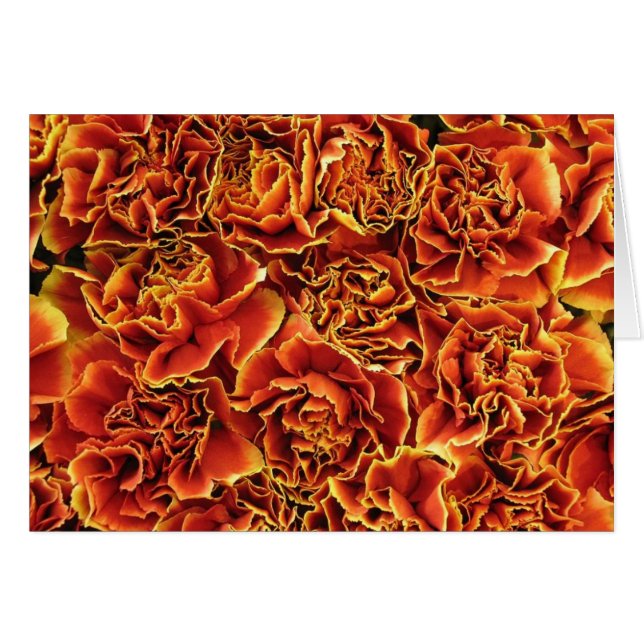 Carnations (Devant horizontal)