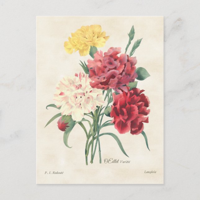 Carnations Vintage Botanical Postkarte (Vorderseite)