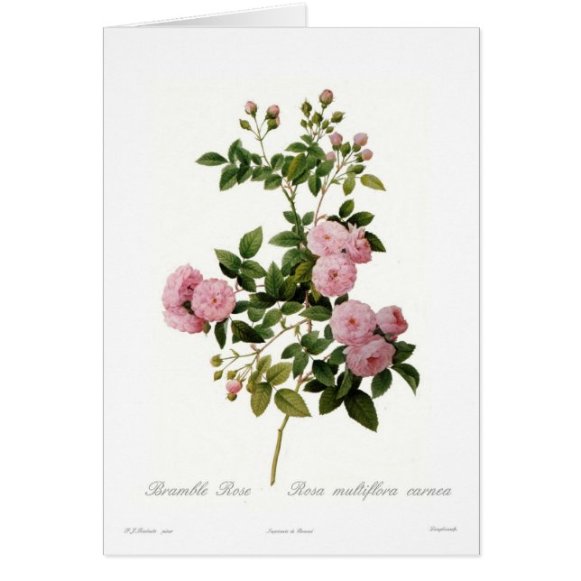 Carnea de multiflora de Rosa (la mûre s'est levée) (Devant)