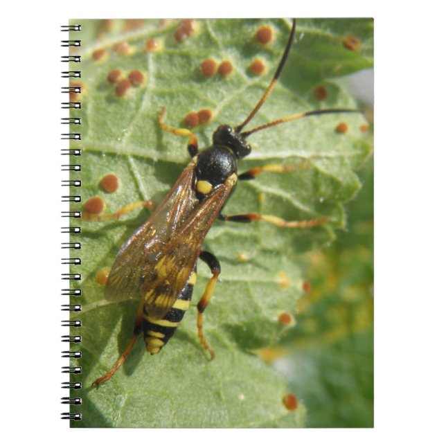 Carnet (Devant)