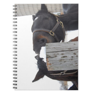 Carnet 2 Chevaux mâchant sur une clôture neigeuse