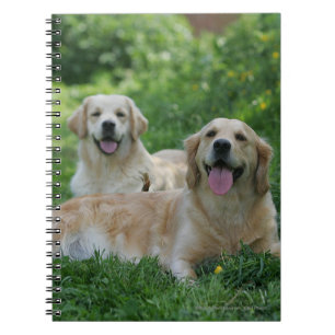Carnet 2 chiens d'arrêt d'or s'étendant dans l'herbe