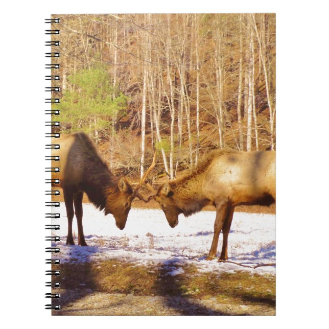 Carnet 2~ deux Bull Elk dans la neige (Devant)