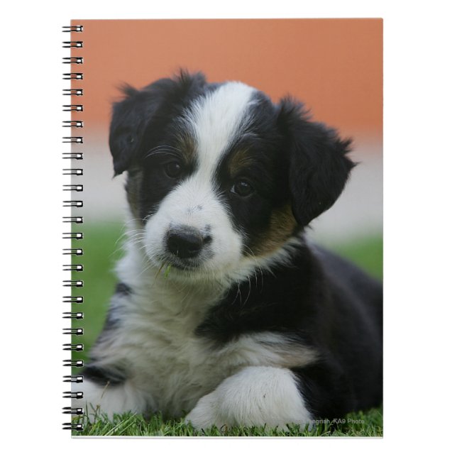 Carnet 6 semaine vieux border collie (Devant)