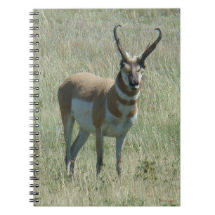 Carnet A13 Antilope pronghorn mâle